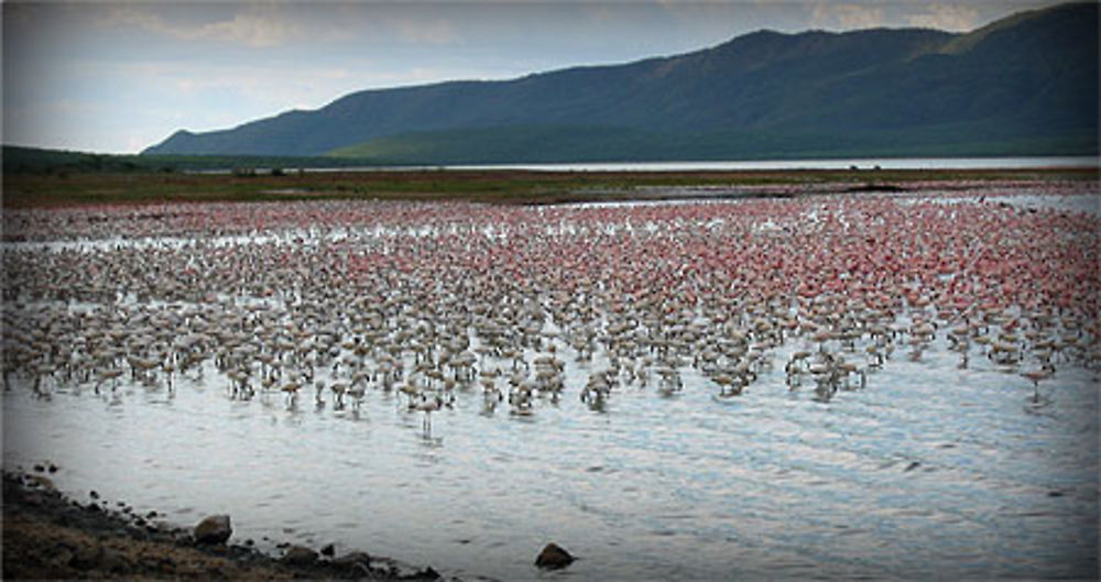 Lac Bogoria