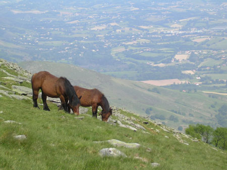pottok au pays basque pottok au pays basque