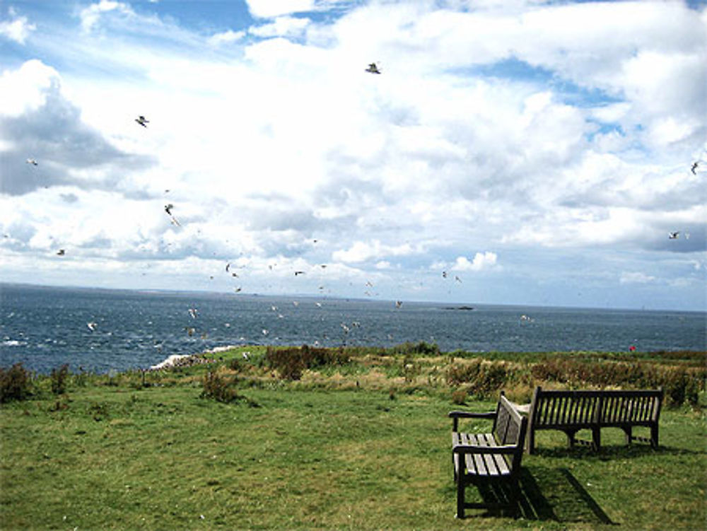 Farne Island