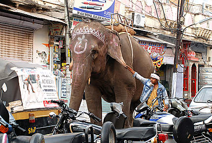 Un éléphant et son cornac dans les rues d'Udaipur