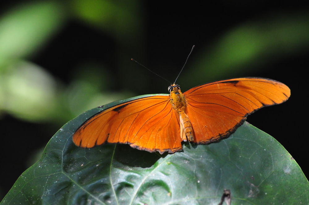 Le papillon des plages