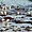 Oiseaux marins à Larmor-Plage