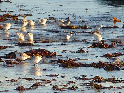 Oiseaux marins à Larmor-Plage
