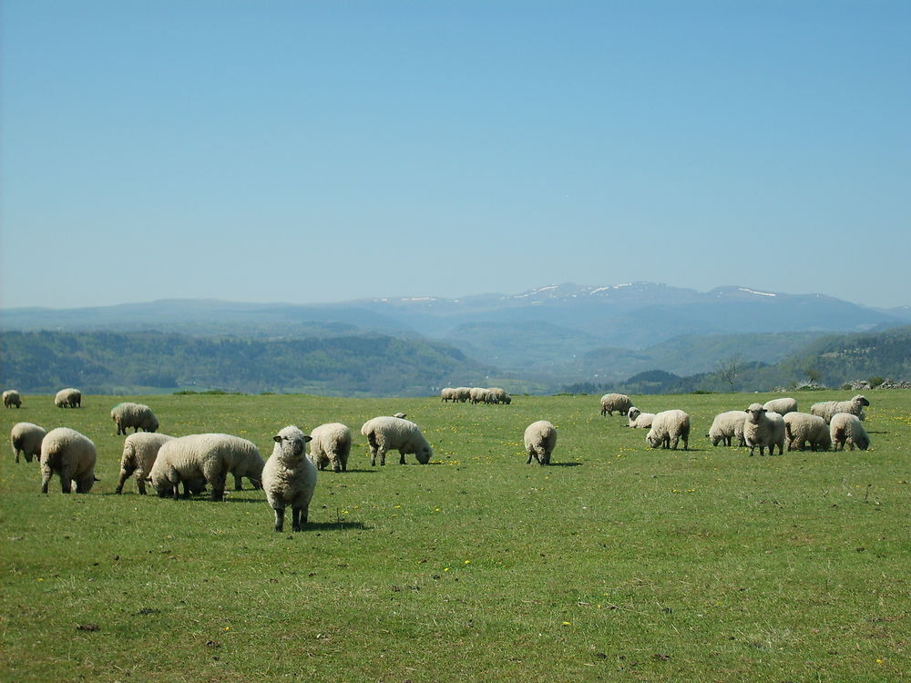 Dessine-moi des moutons...