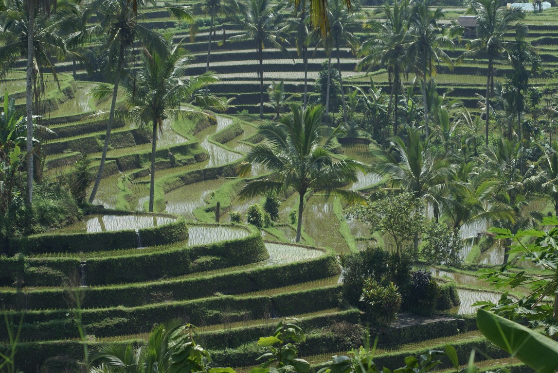 Rizières Jatiluwih Rizières Jatiluwih