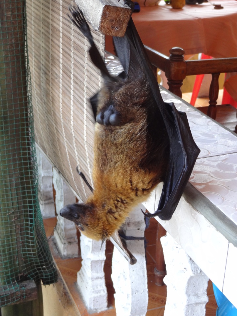 Chauve-souris apprivoisée Chauve-souris apprivoisée