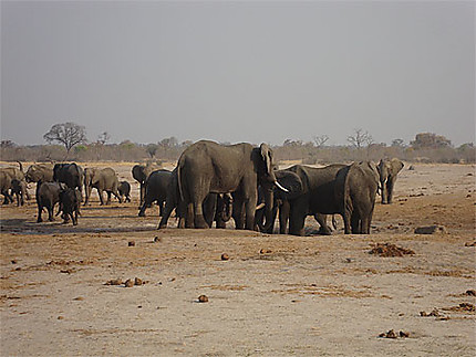 Sanctuaire pour les éléphants