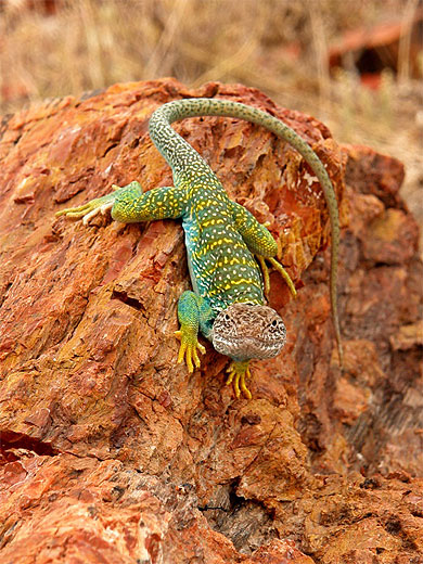 lezard top model lezard top model