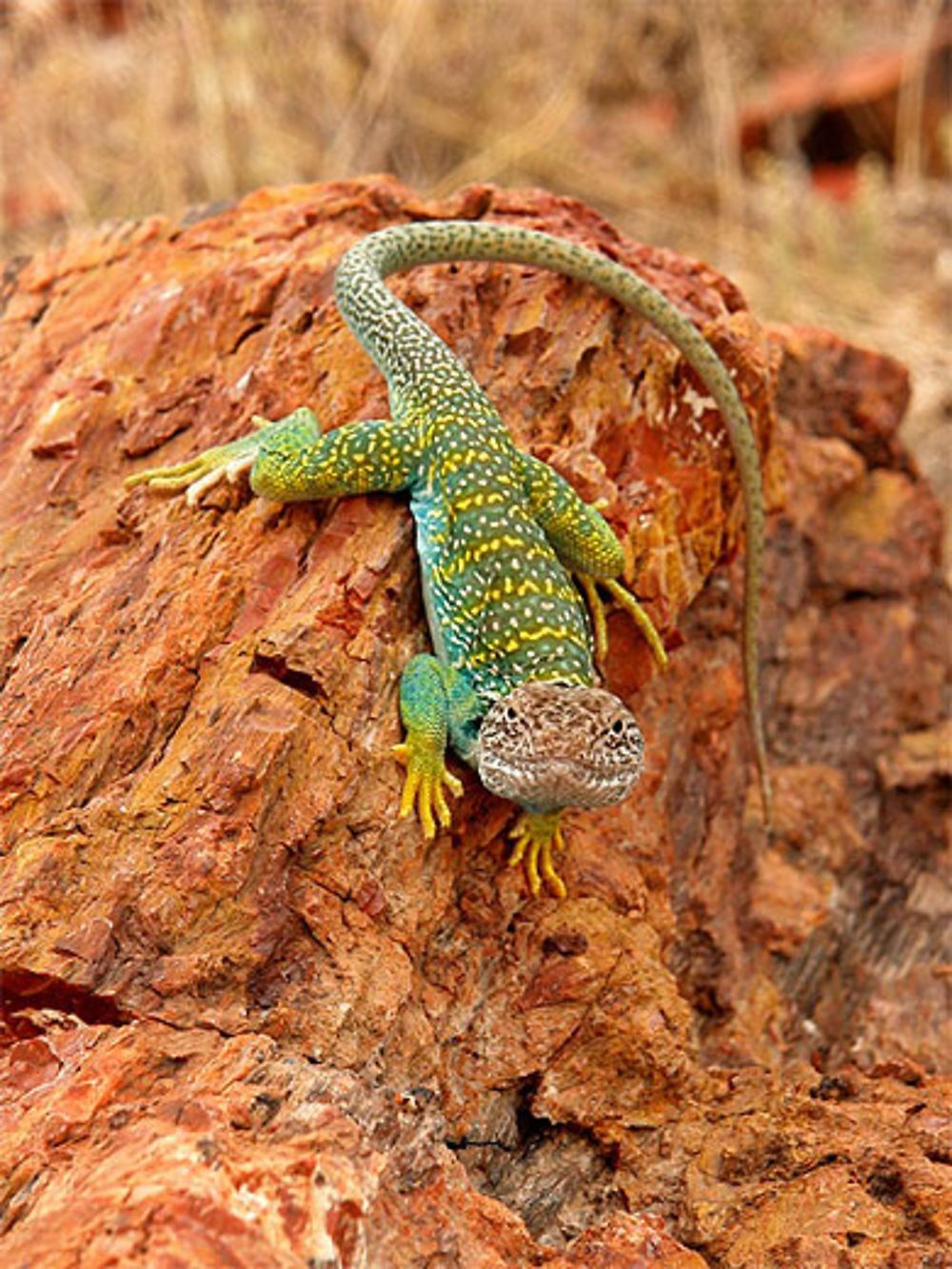 lezard top model