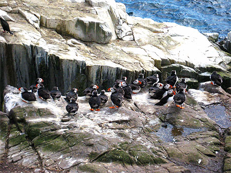 Puffins of Farne Island Puffins of Farne Island