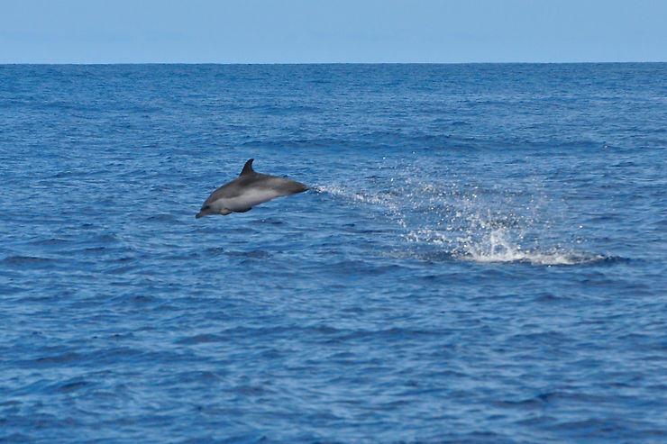 Randonner, observer des baleines et des dauphins
