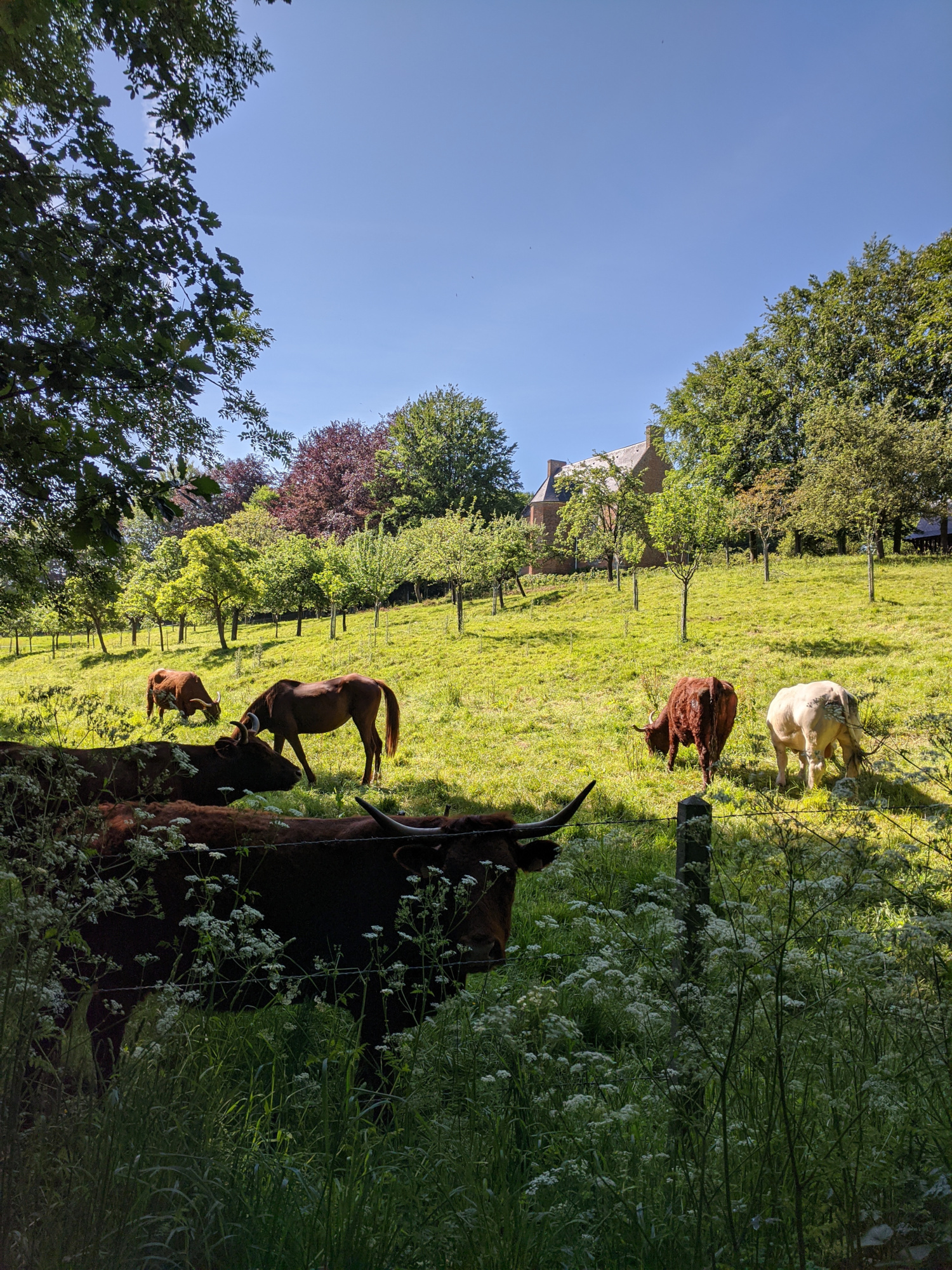 Campagne normande : Vaches : Animaux : Animaux : Seine-Maritime