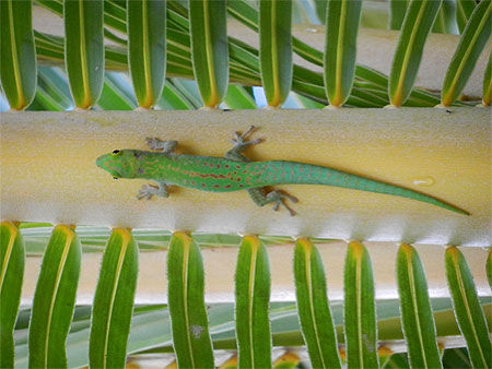 Rencontre avec un gecko