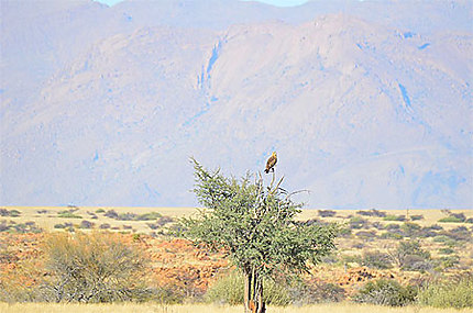 Rapace, sur fond de massif montagneux de Brandberg