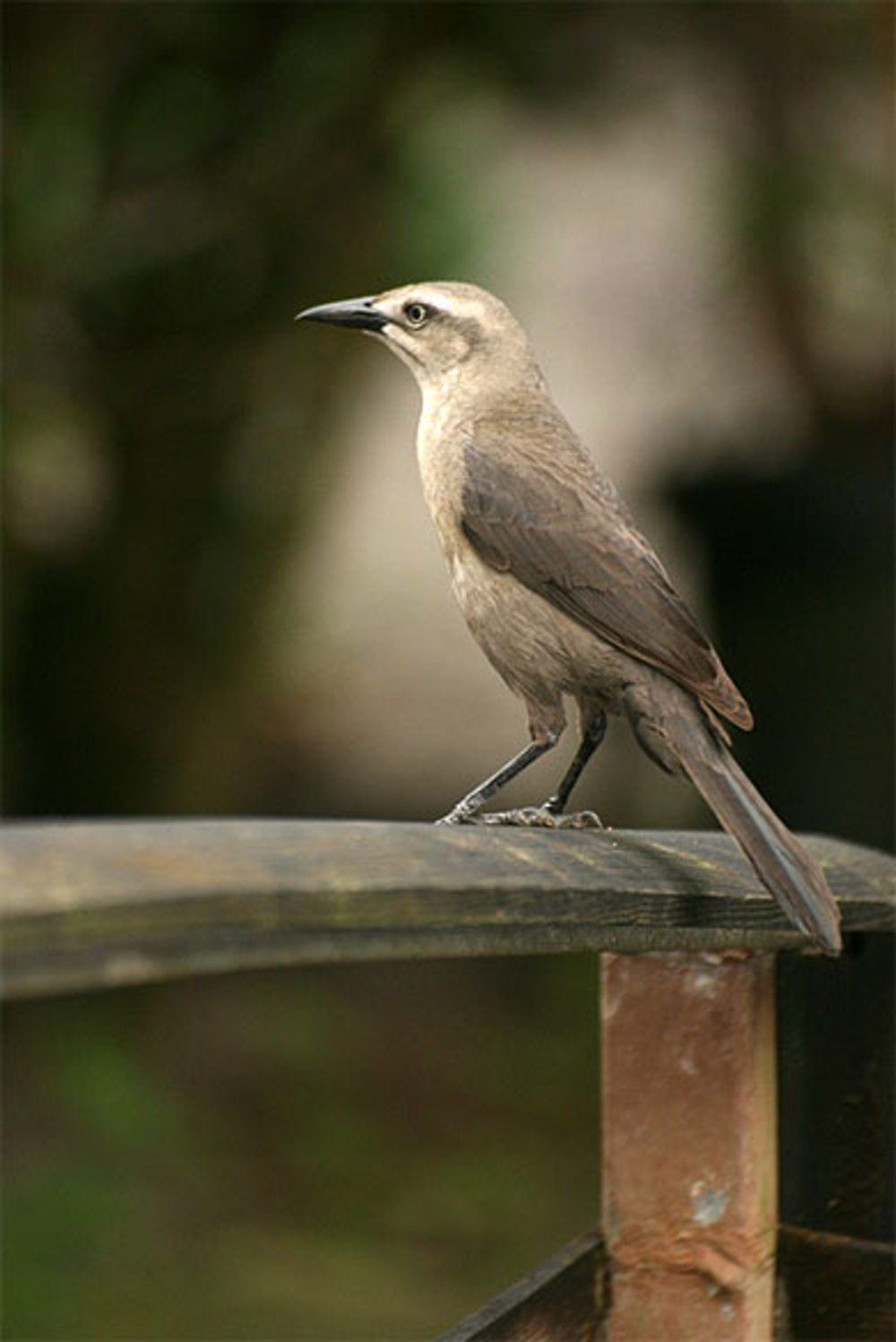 Un moqueur des savanes