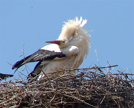 Cigogne Cigogne