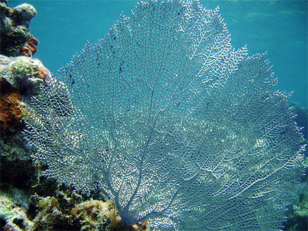 Arbre de corail