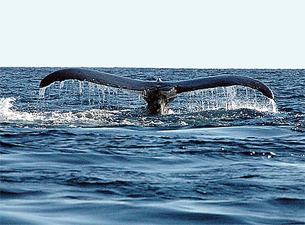 Baleine au large d'ifaty / Tulear