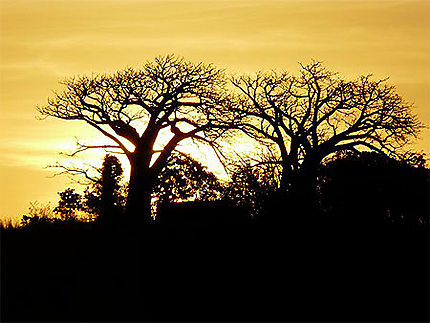 Coucher de soleil sur les Baobabs