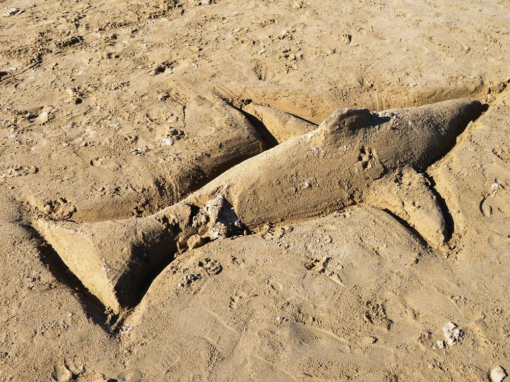 Un requin sur une plage 