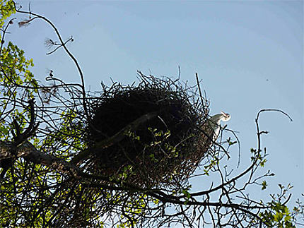 Cignogne dans son nid