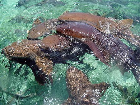 Requins nourrices Requins nourrices
