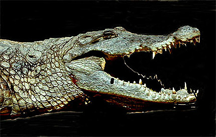 Crocodile du  Nil Casamance