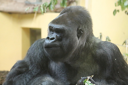 Gorille 