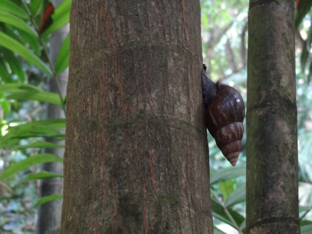 Escargot local des Seychelles Escargot local des Seychelles