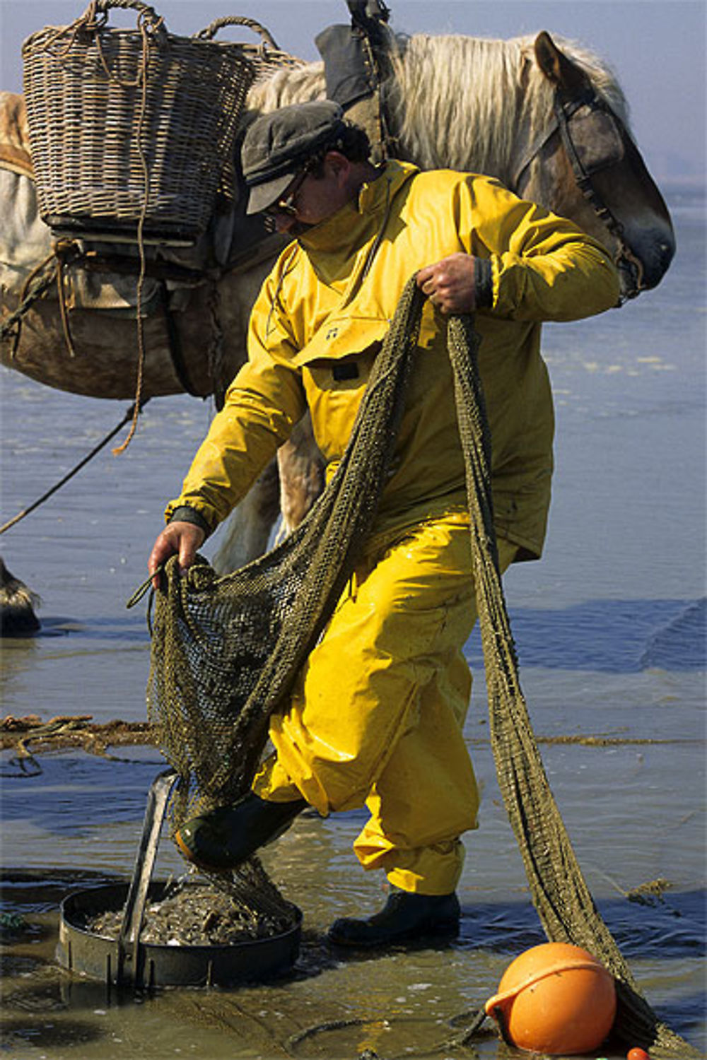 Pêcheur de crevettes à cheval