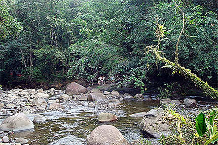 Forêt tropicale à la cascade aux écrevisses