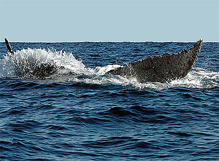 Baleine au large d'ifaty / Tulear