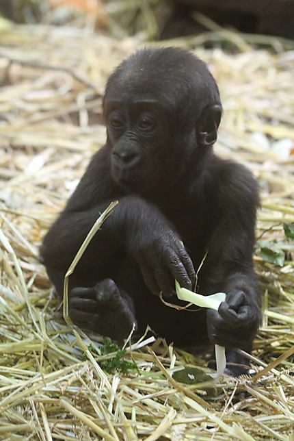 Bébé gorille