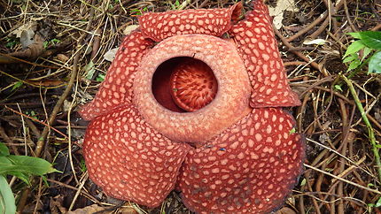 Rafflesia à Bukittinggi en Indonésie