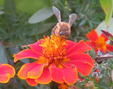 L'abeille du jardin du Luxembourg