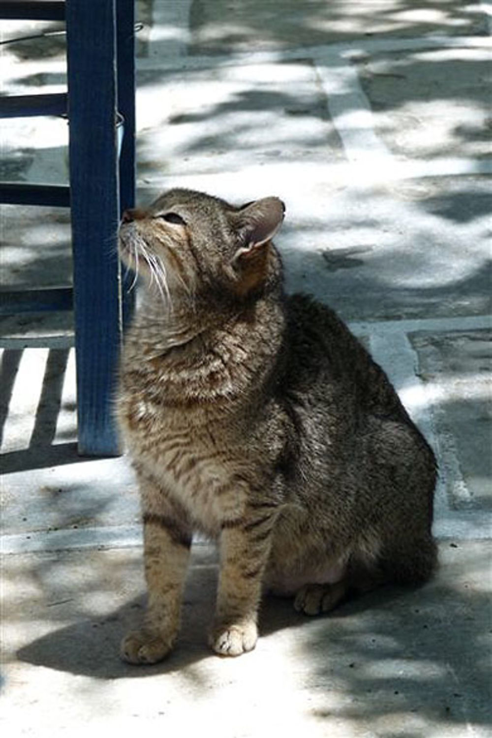 Chat de taverne