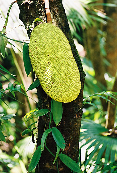 Arbre à pain Arbre à pain