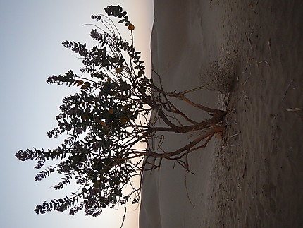Végétation du désert