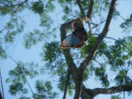 Ferme aux papillons San Ignacio