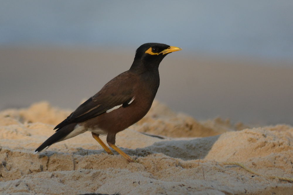 Oiseau sur la plage