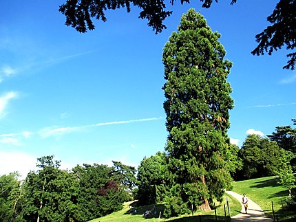 Insolite présence d'un Séquoia à Paris 