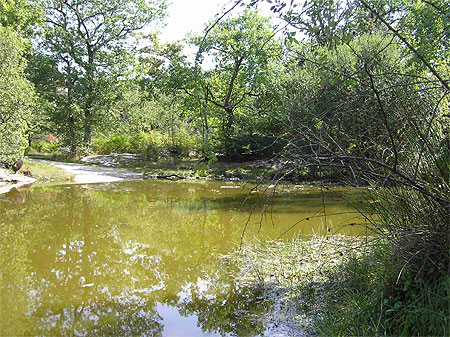 Mare des Gorges de Franchard Mare des Gorges de Franchard