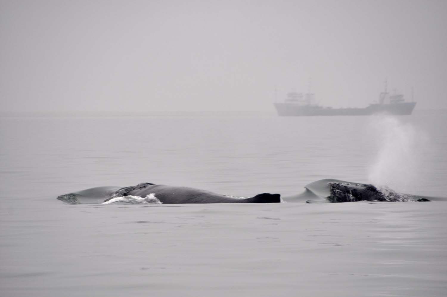 Baleines Baleines