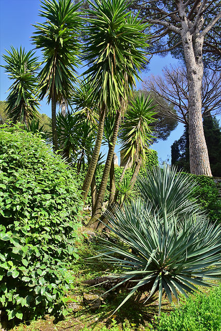 Plantes des jardins de la villa Cimbrone