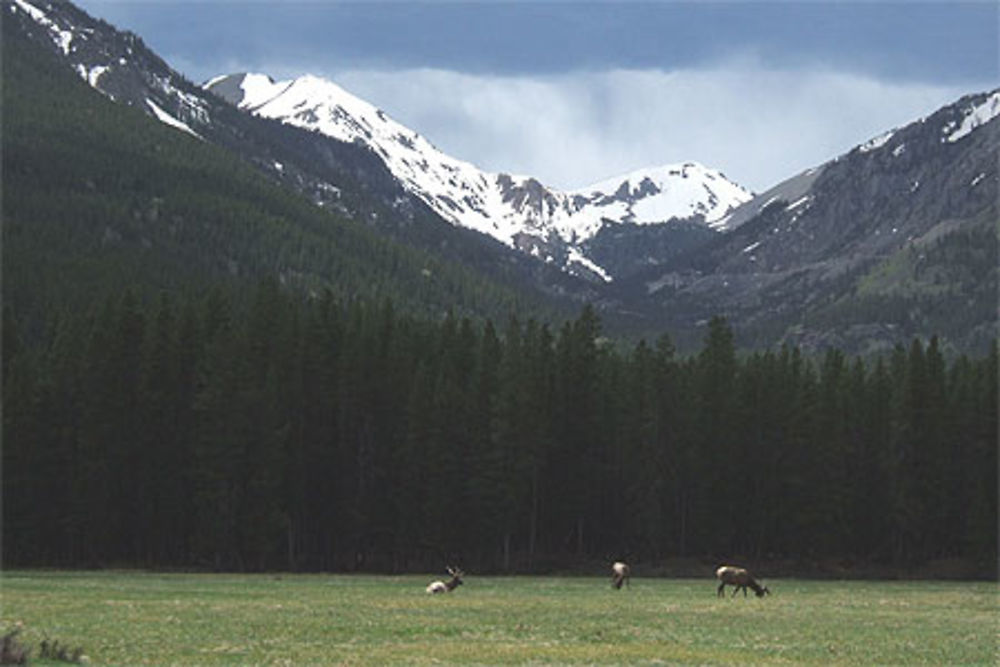 Faune des montagnes rocheuses