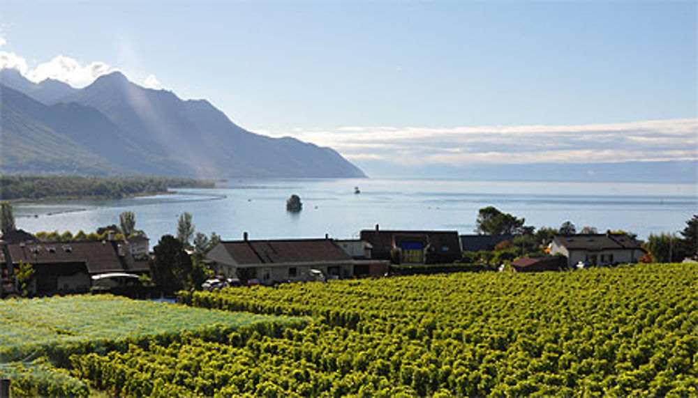 Le lac Léman vu d'Yvorne