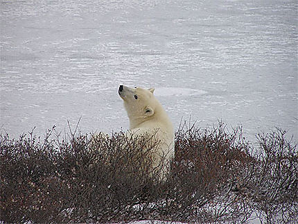 La migration des ours polaires