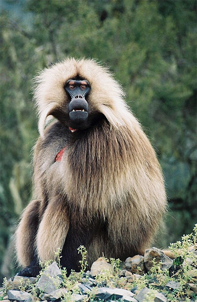 Babouin Gelada Babouin Gelada