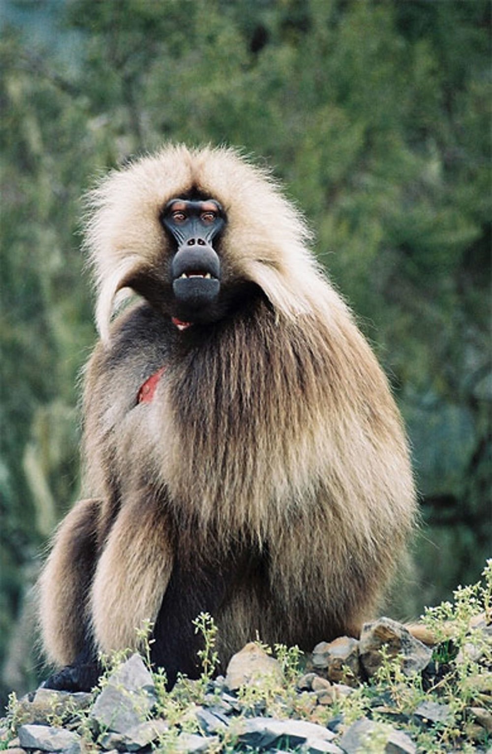 Babouin Gelada