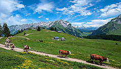 La route des fromages de Savoie